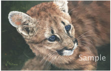 Baby Face - Cougar Cub