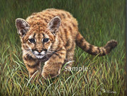 Little Hunter - Cougar Cub