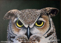 Eyes of a Hunter - Great Horned Owl
