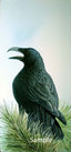 Tree Talk - Raven