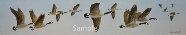 Winging It - Canada Geese