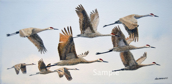 Winging It - Sandhill Cranes